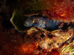 Zwarte grondel, gobius negre with nest by Eduard Bello 